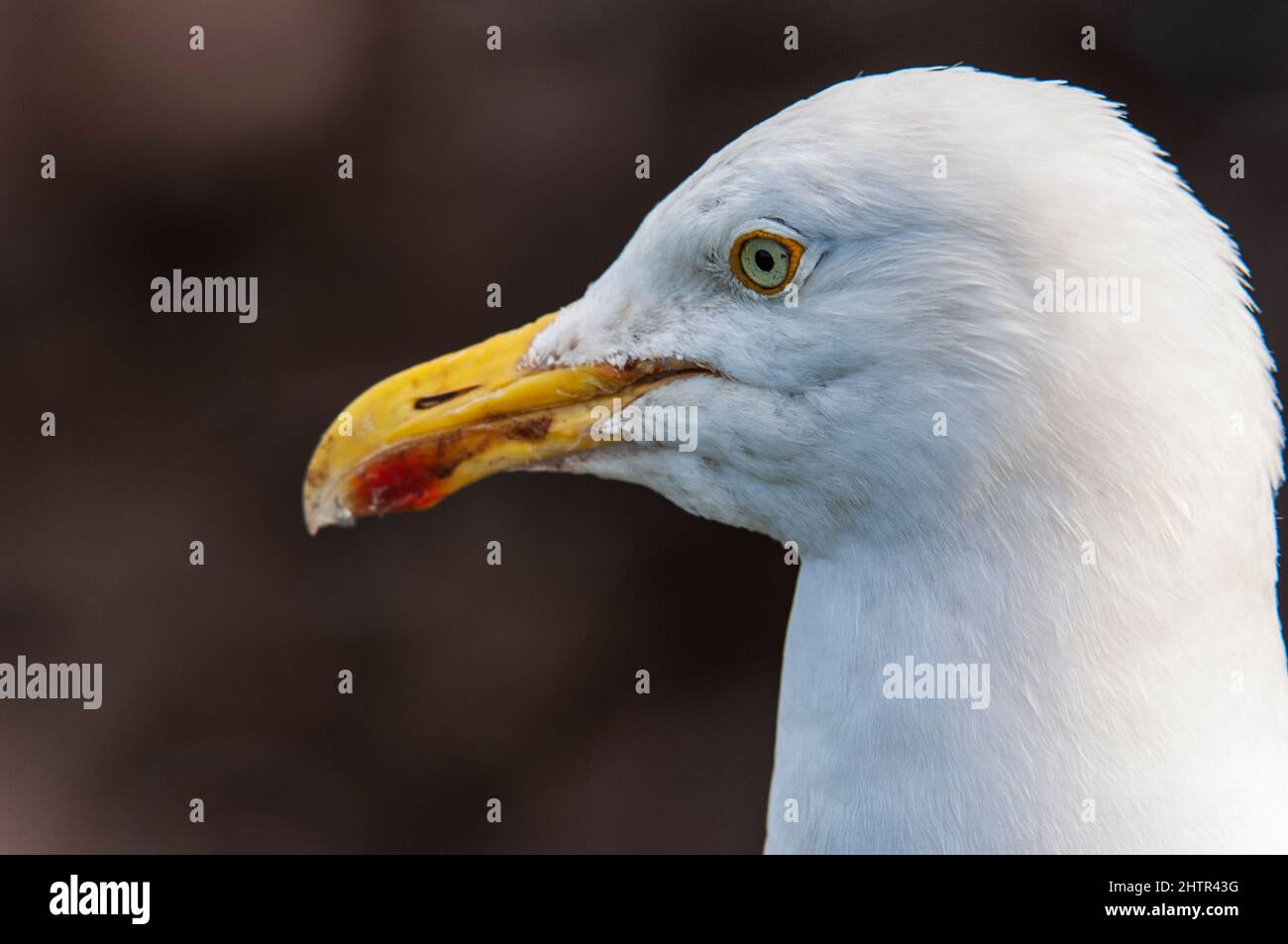 Aringa Gabbiano (Larus argentatus), testa di adulto Foto Stock