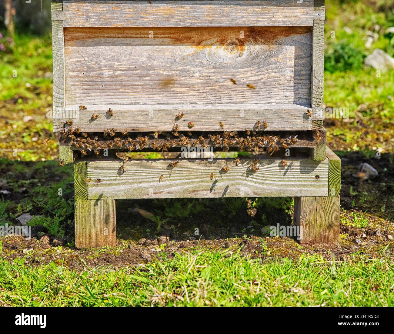 British National Hive con colonia di api funzionante Foto Stock