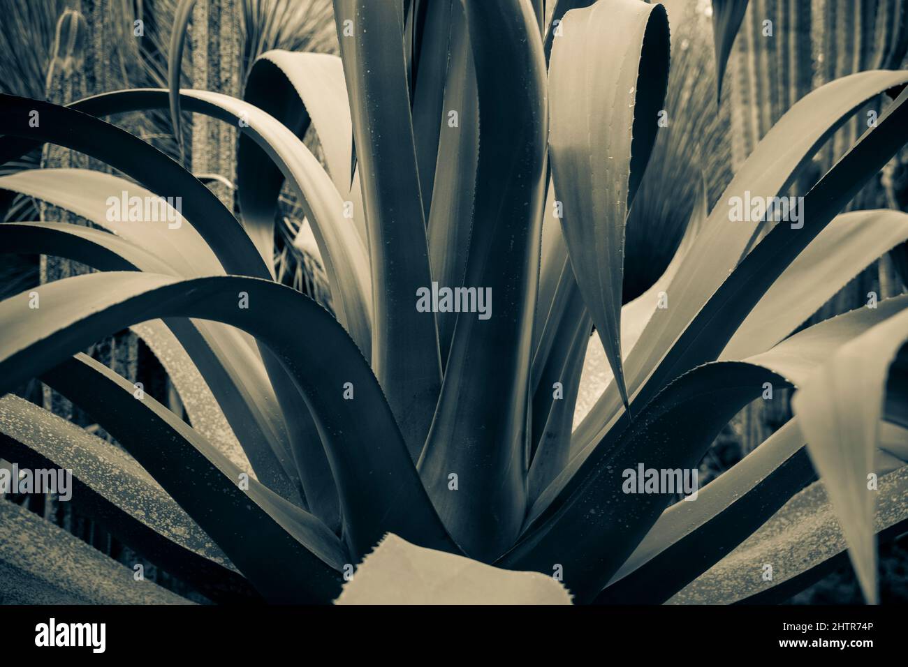 Yucca è un genere di arbusti e alberi perenni della famiglia Asparagaceae. Foto Stock