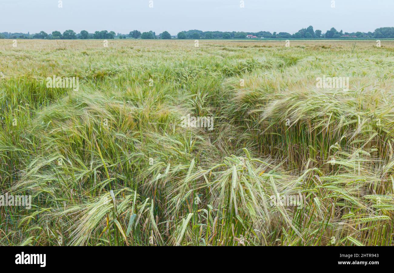 Potrai ammirare un campo di grano in una bella mattinata tranquilla, senza persone nel paesaggio rurale vicino a Minster Way, Beverley, Yorkshire, Regno Unito. Foto Stock