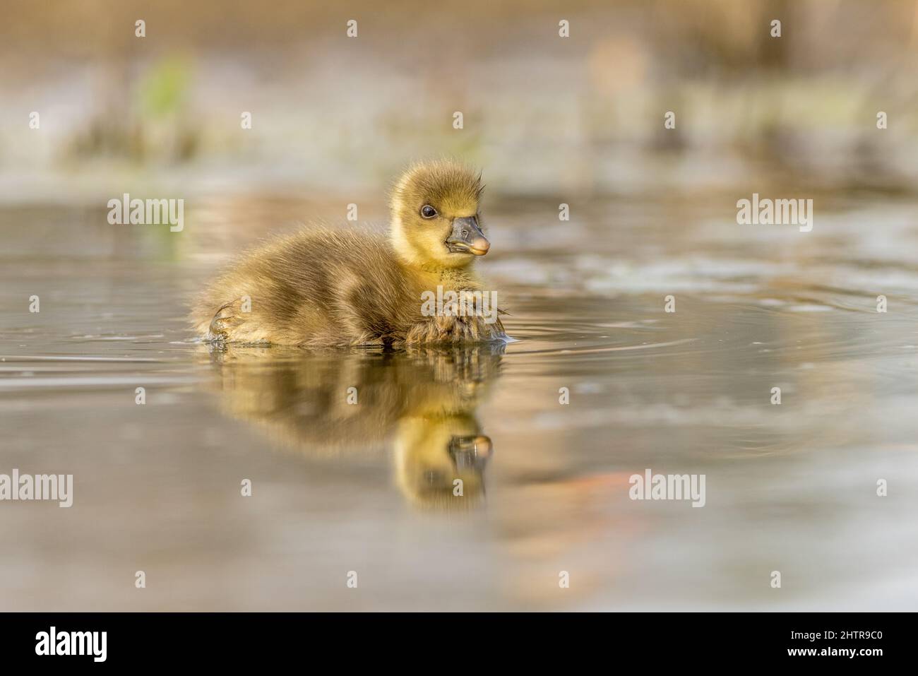 Grigiylag goose Chick con riflessione in acqua Foto Stock