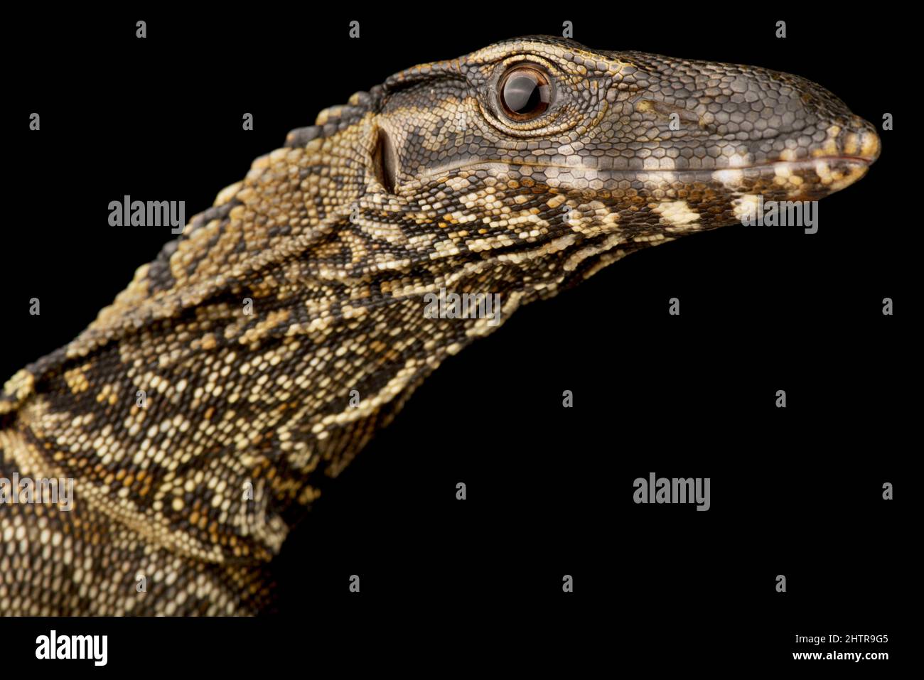 Monitor nero a collo irregolare (Varanus rudicollis) Foto Stock