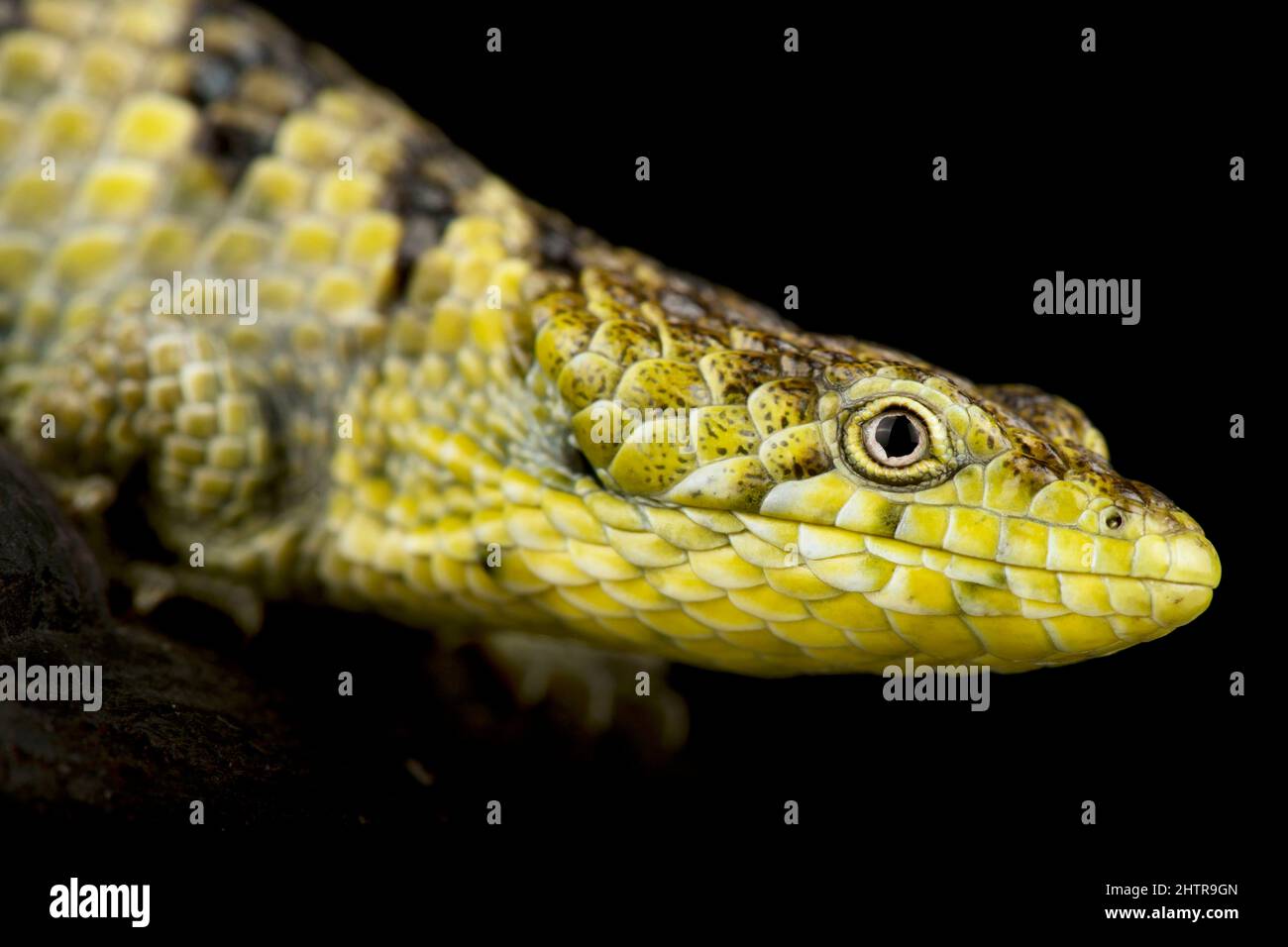 Arboree Mixtecan alligator lizard (Abronia mixteca) Foto Stock