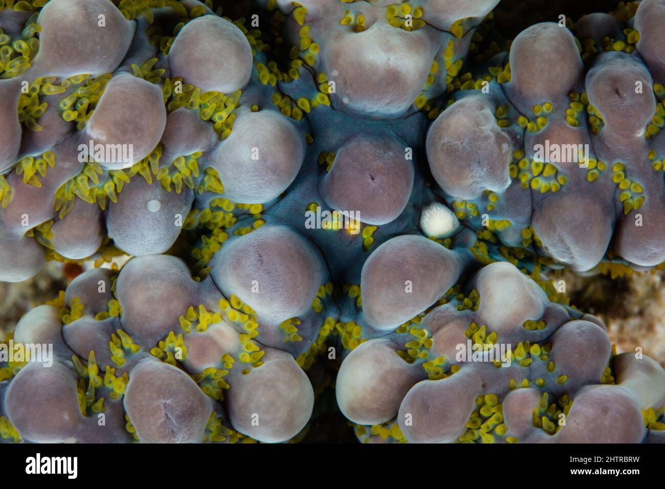 Dettaglio su una stella del mare di Warty, Echinaster callosus, che vive su una barriera corallina in Indonesia. Questa specie di echinoderm è molto variabile nel colore. Foto Stock