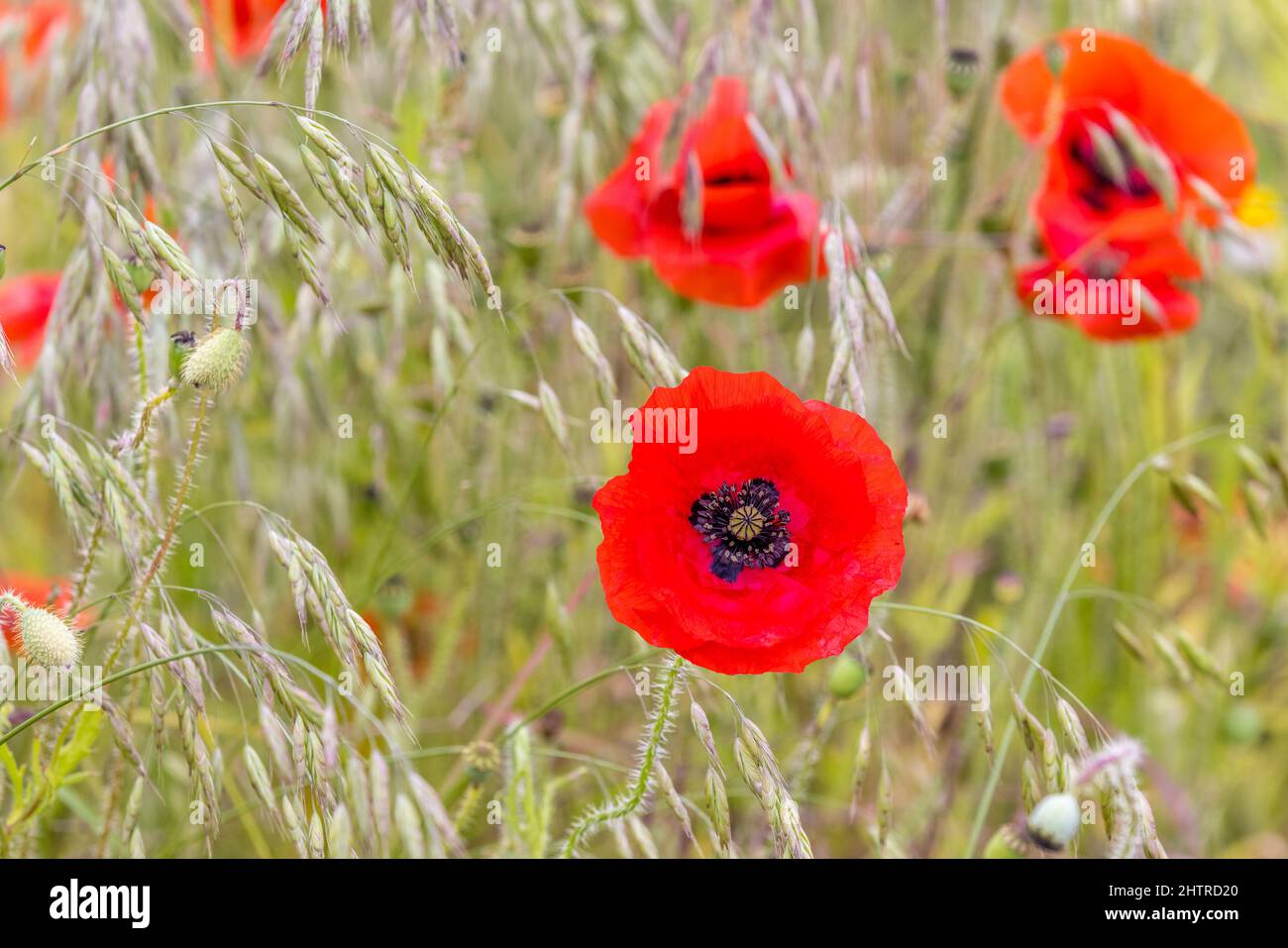 Fiore rosso papavero con erba Foto Stock