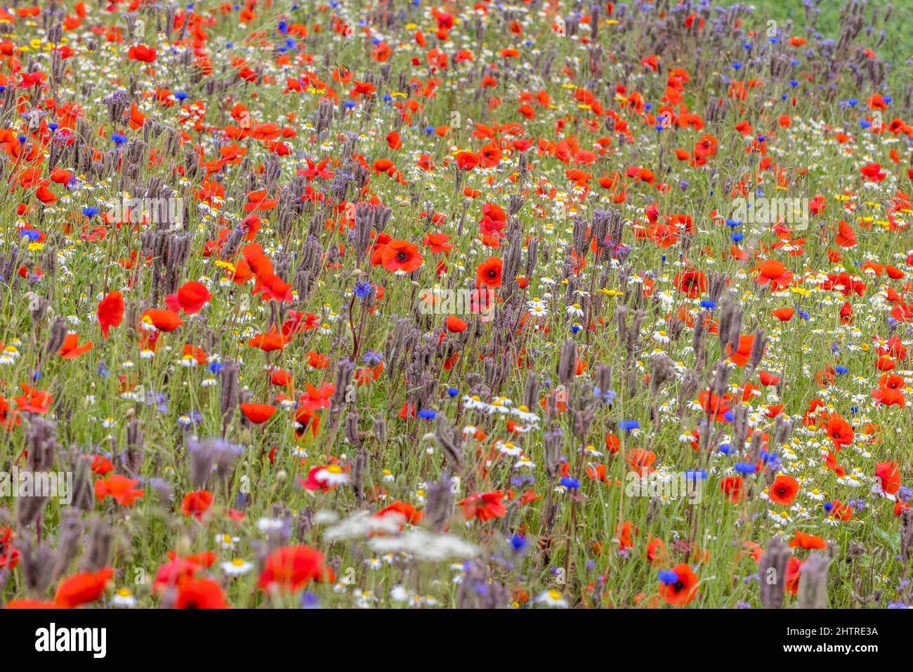 Wild Flower Garden, fiori selvatici, papavero, Daisy, fiordaliso Foto Stock