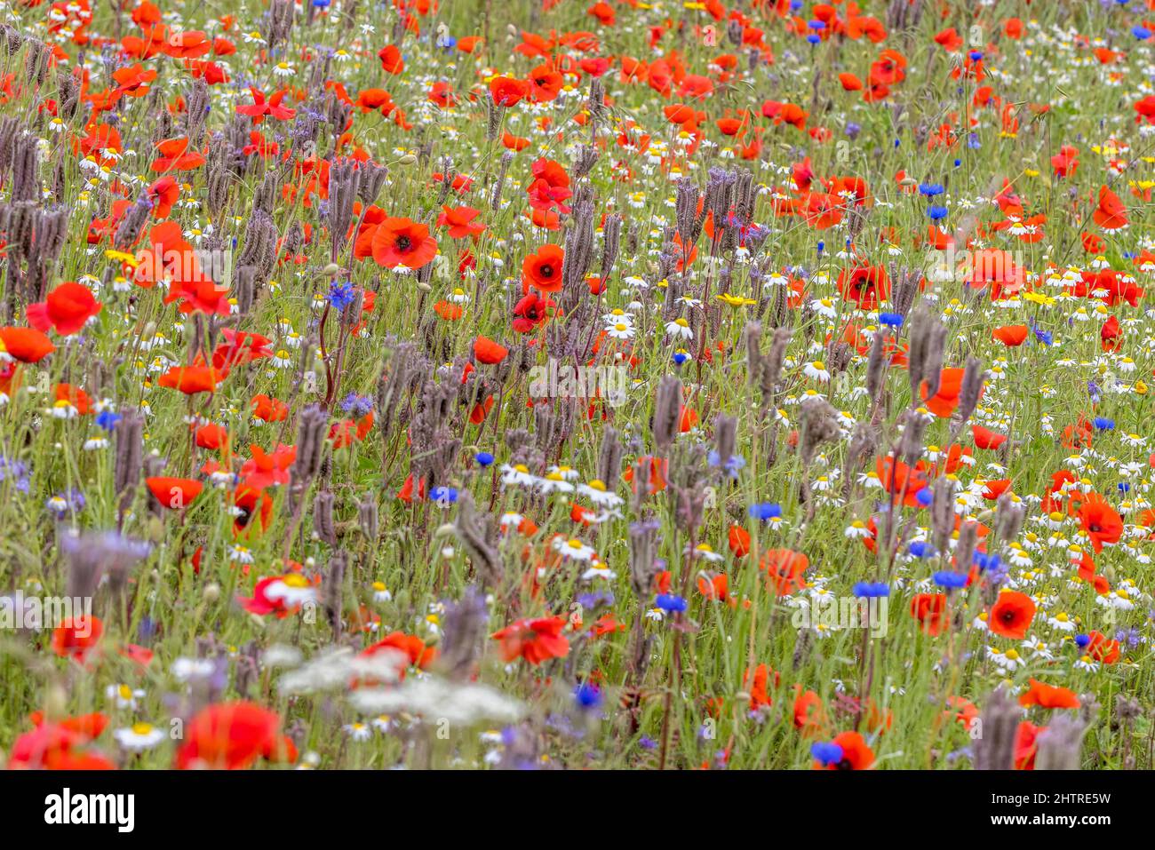Wild Flower Garden, fiori selvatici, papavero, Daisy, fiordaliso Foto Stock
