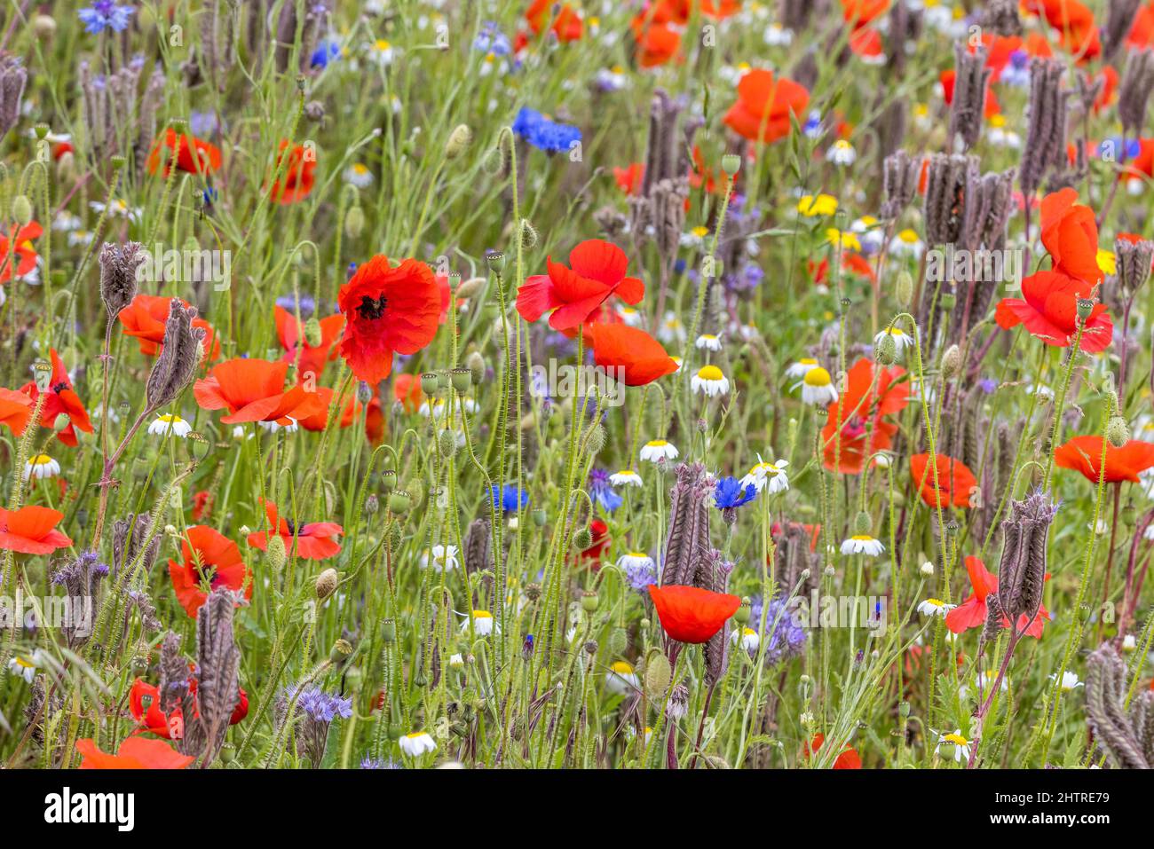 Prato di fiori selvatici, fiori selvatici, papavero, margherita, fiore di mais Foto Stock