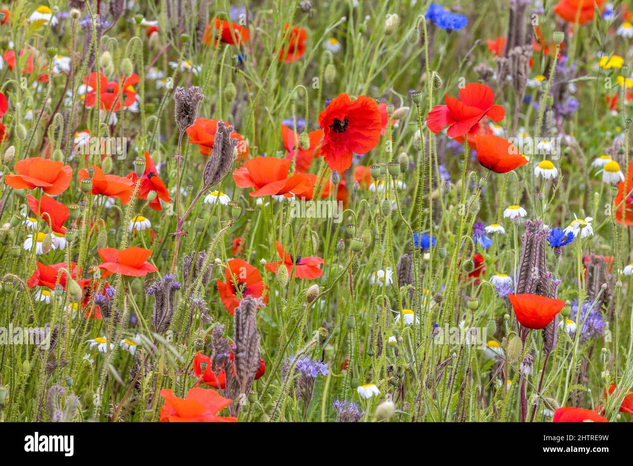 Wild Flower Garden, fiori selvatici, papavero, Daisy, fiordaliso Foto Stock