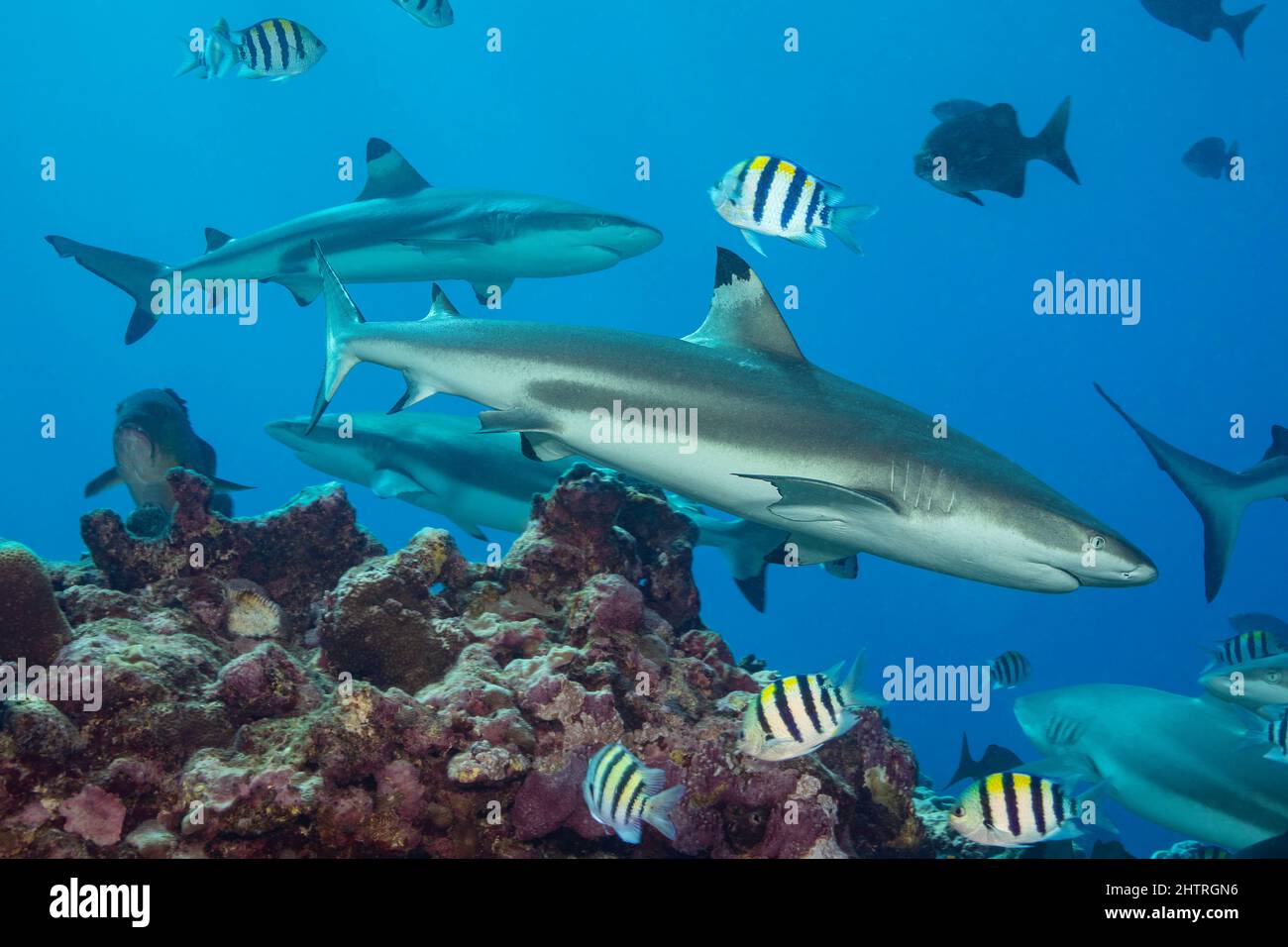 Blacktip gli squali, Carcharhinus melanopterus, Yap, Micronesia. Foto Stock