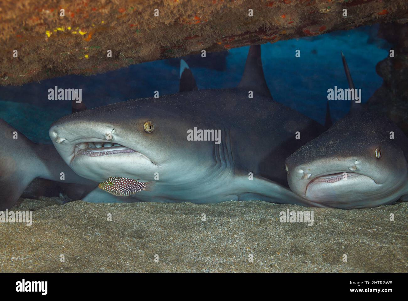 Gli squali della barriera corallina, Triaenodon obesus, sono una delle poche specie di squali che possono fermarsi e riposare sul fondo, Hawaii. Un endemico bianco hawaiano Foto Stock