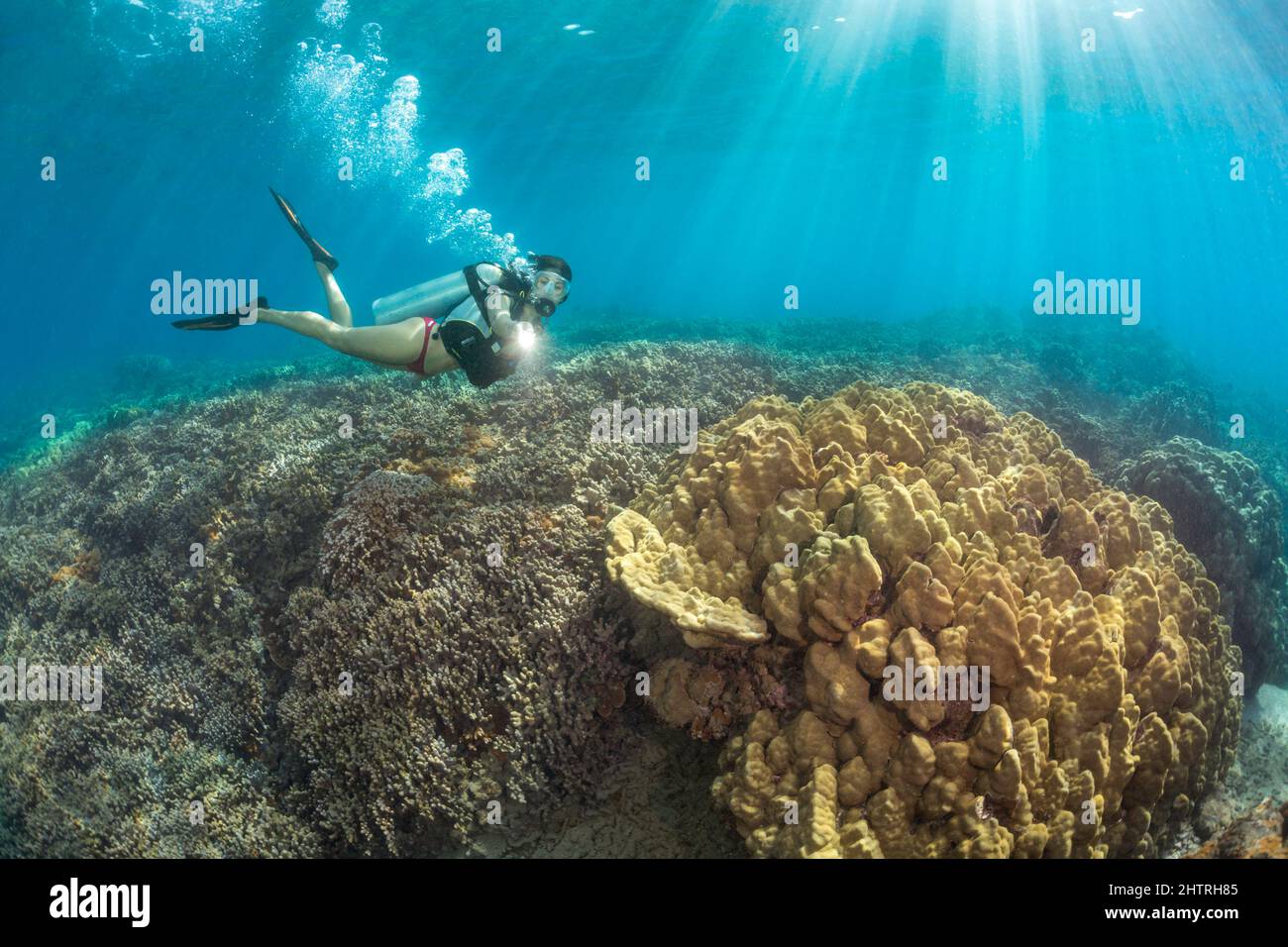 Subacqueo (MR) raffigurato crociera su un giardino di corallo duro, Hawaii. Foto Stock