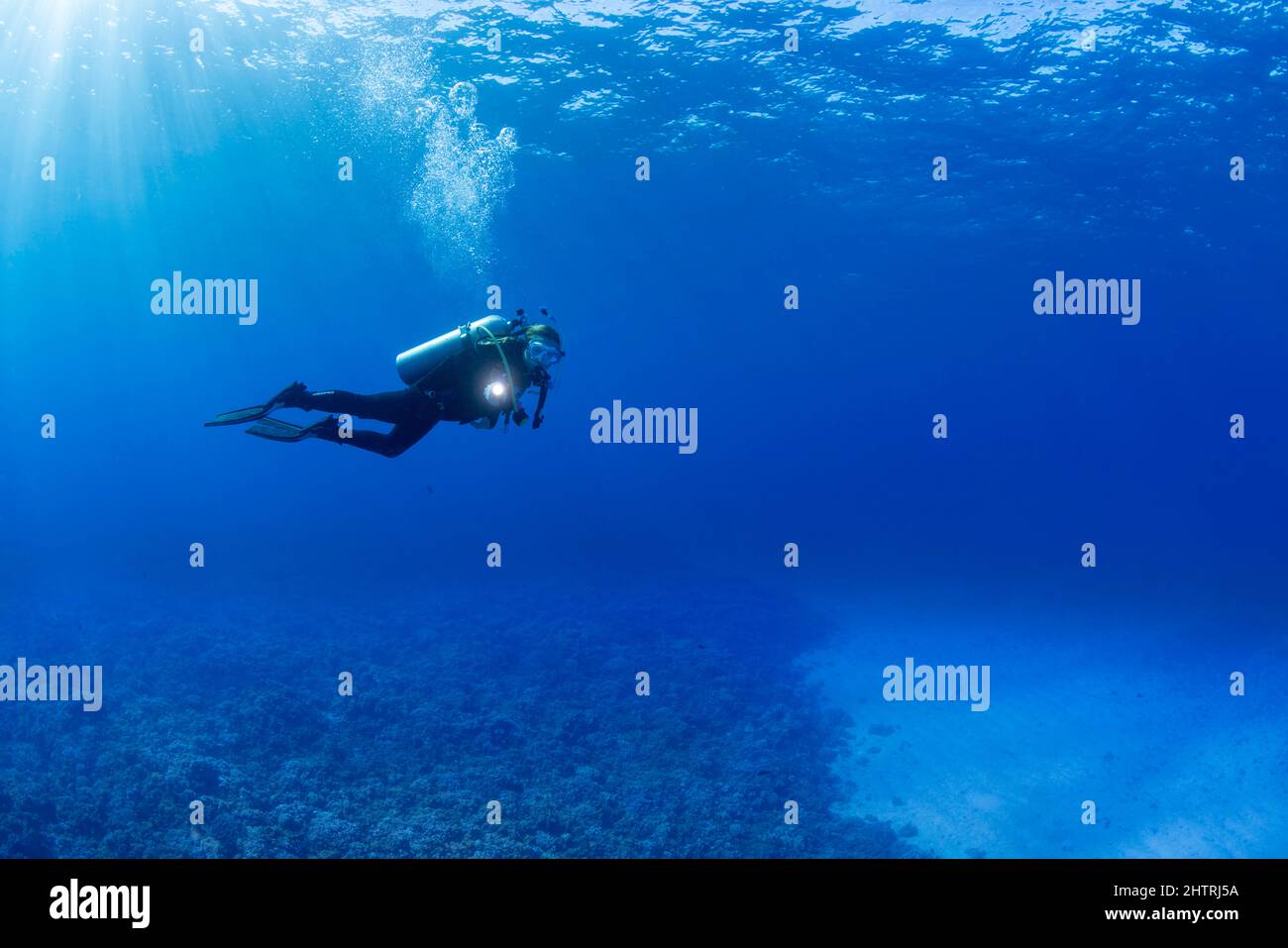 La luce del sole che scorre in un subacqueo (MR) che naviga su un giardino di corallo duro, Hawaii. Foto Stock