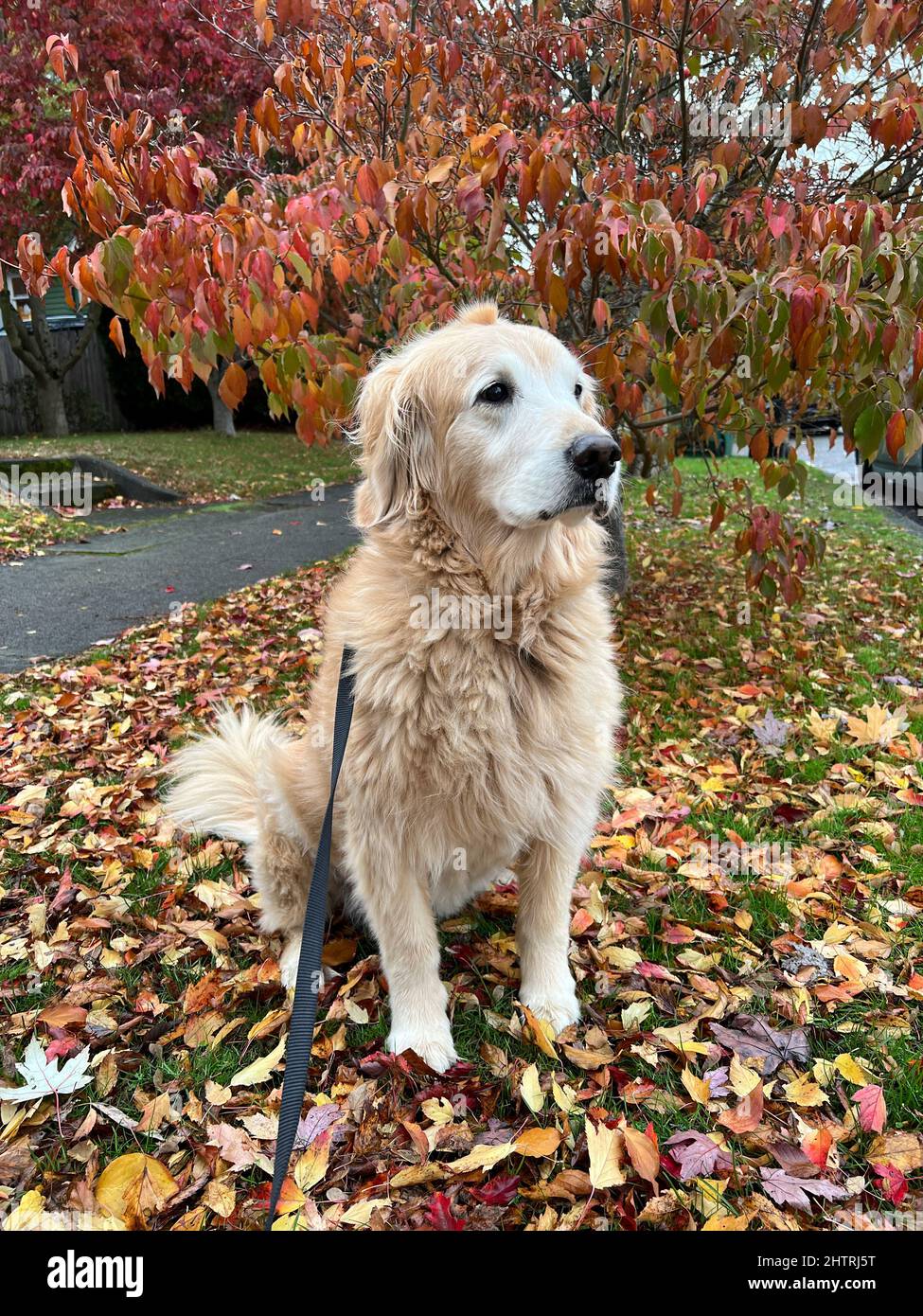 Cane anziano seduto su un letto di foglie colorate caduta a Seattle Foto Stock