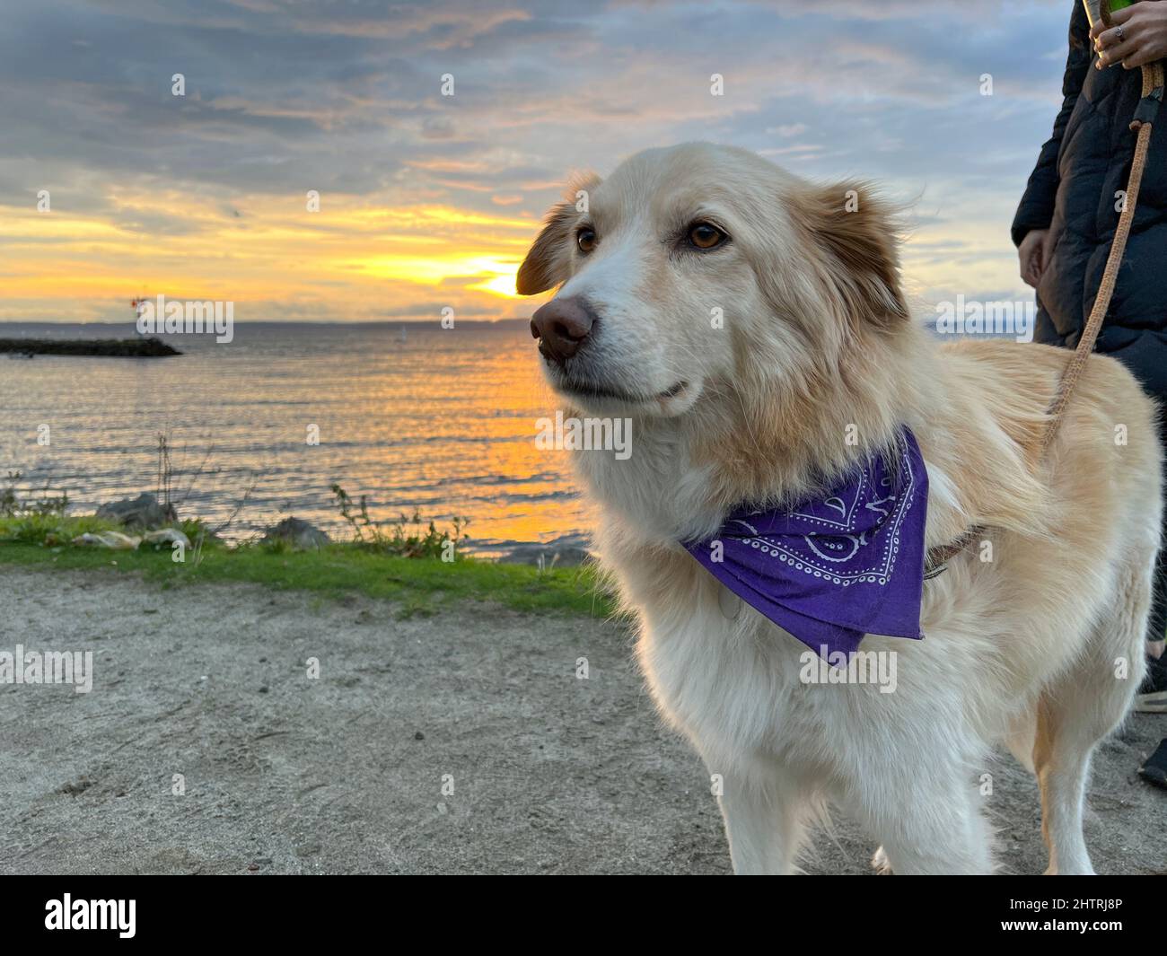 Primo piano di carino cane al Golden Gardens Park di Seattle Foto Stock