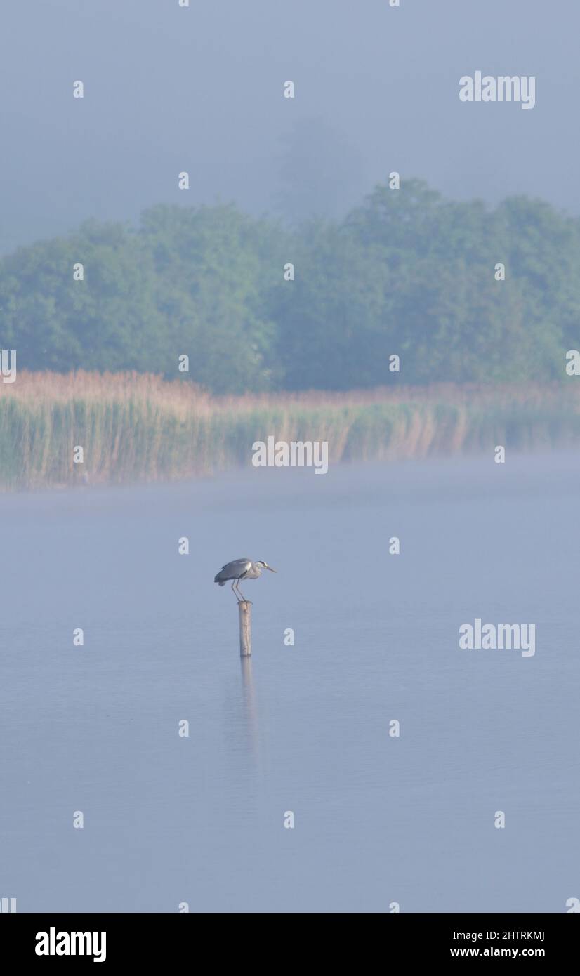 Airone grigio Ardea cinerea pesca nella riserva naturale dei laghi di Pacsmag Foto Stock