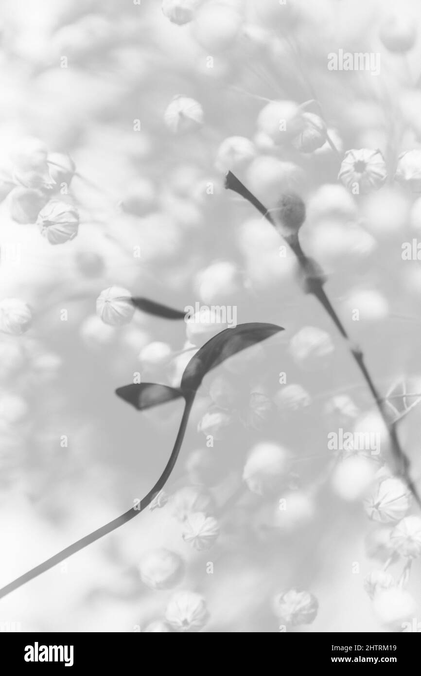 sfondo astratto di fiori e piante, doppia esposizione multipla Foto Stock