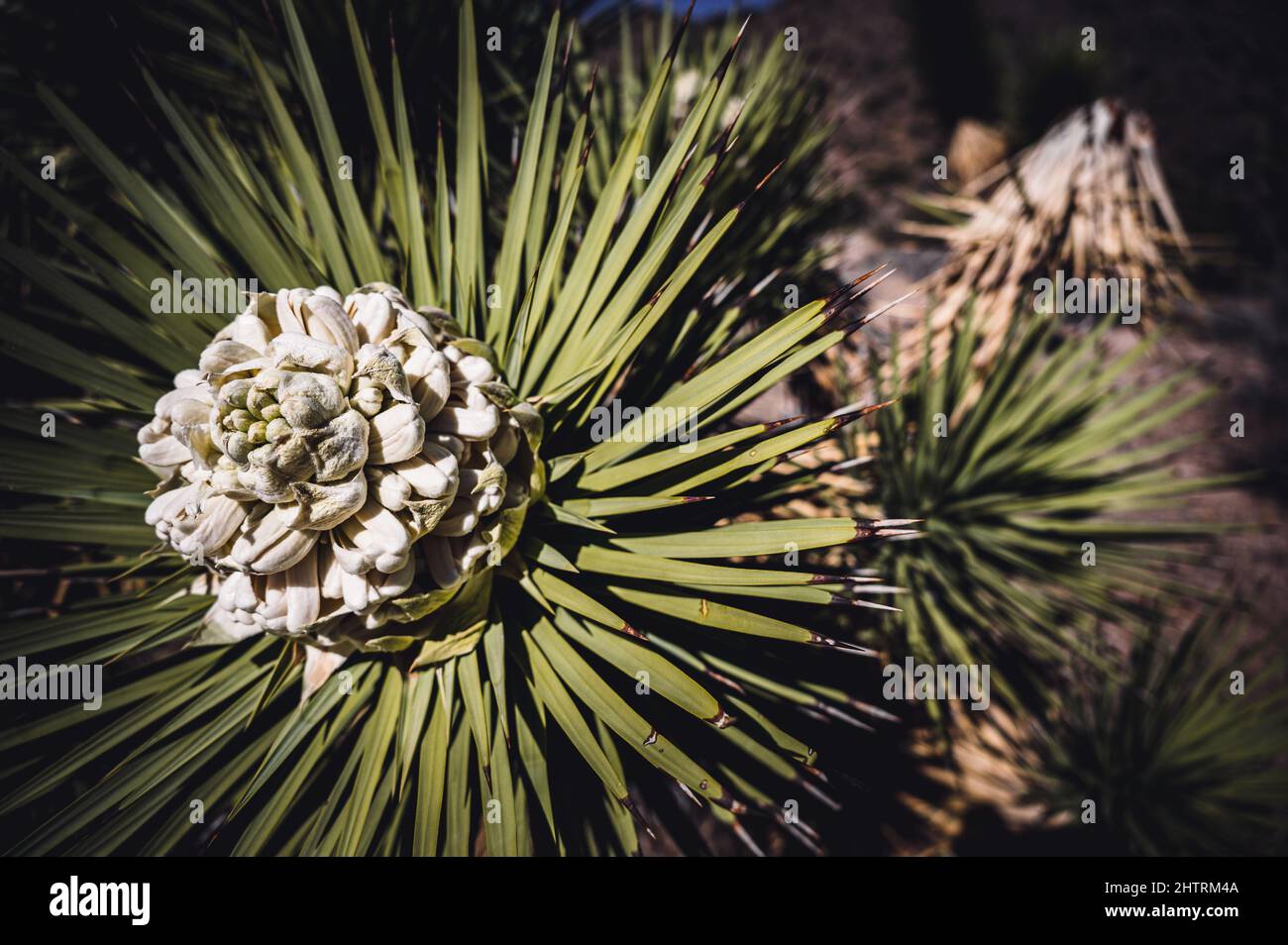 Fioritura di una Yucca brevifolia al Joshua Tree National Park in California, USA Foto Stock