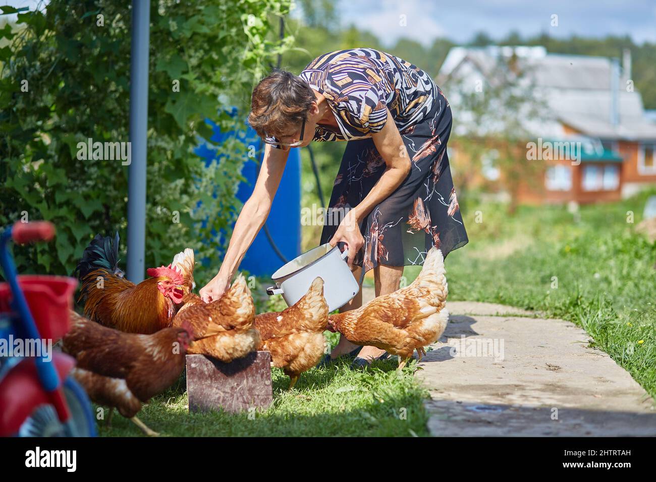 la donna povera sottile alimenta i polli. I contorni di una casa di villaggio sono visibili in lontananza. Vita di nonna in campagna. Foto Stock