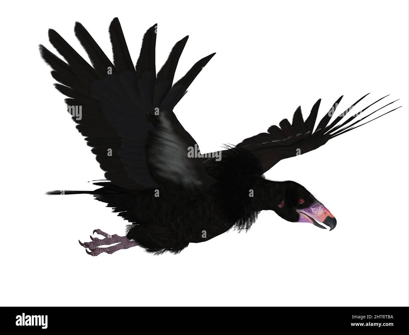 Il Thunderbird nero è un'enorme creatura leggendaria della cultura indiana americana. Foto Stock