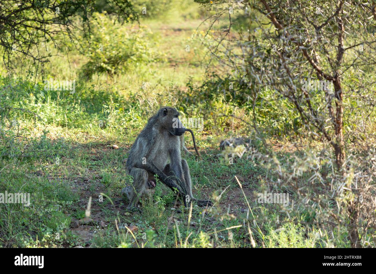 Baboon maschile seduto nel bush africano nel Parco Nazionale Kruger. Foto Stock
