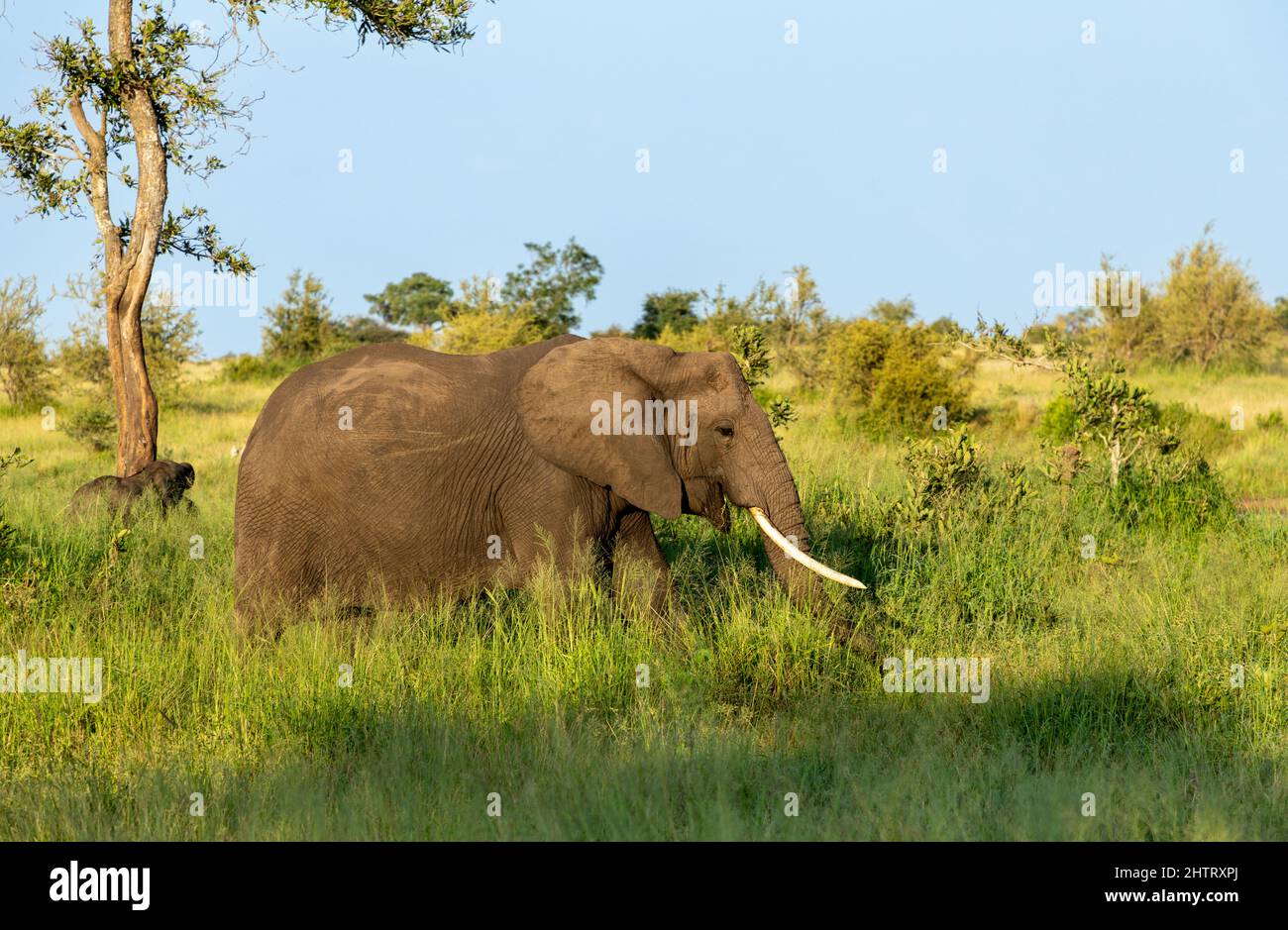 Elefante in erba nel Parco Nazionale di Kruger. L'elefante ha grandi denti d'avorio Foto Stock