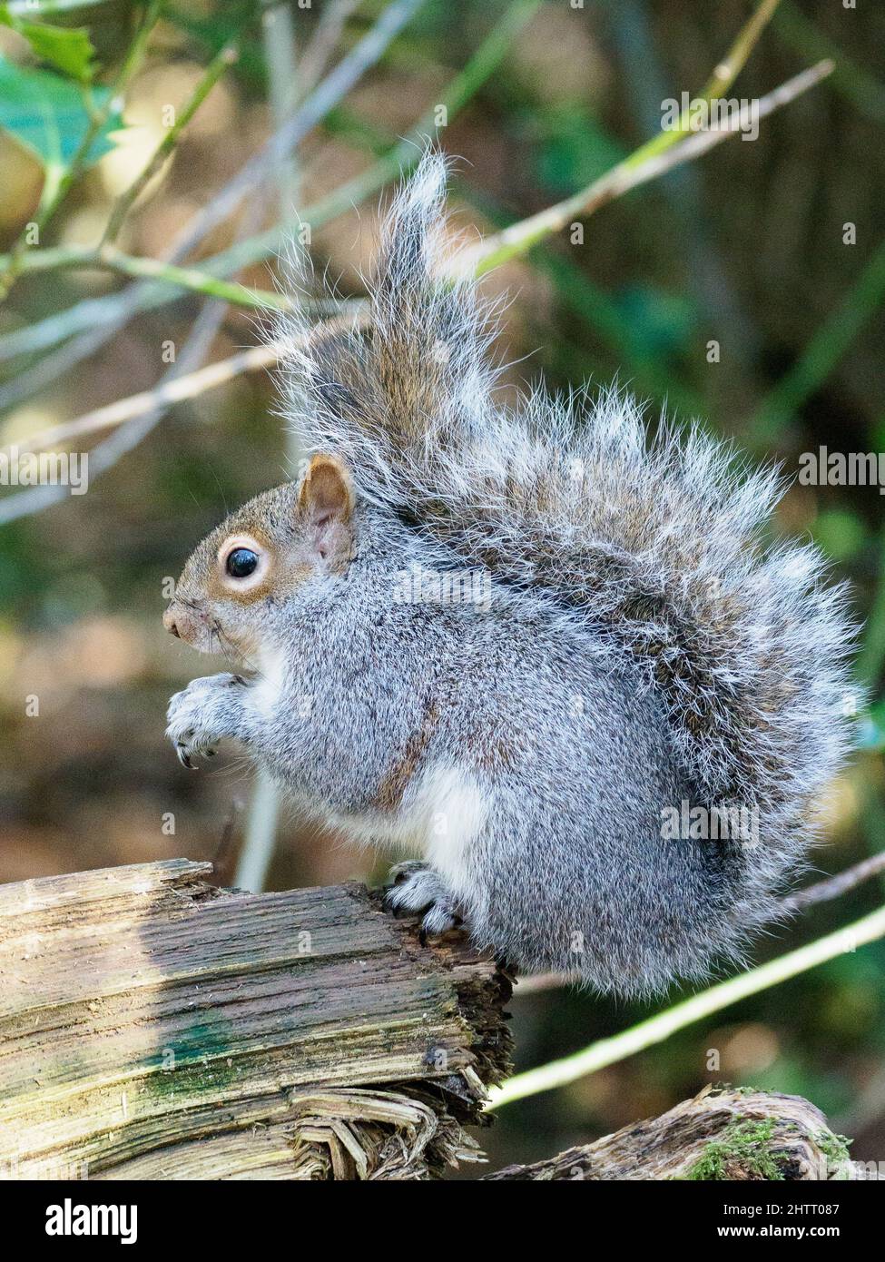 Scoiattolo grigio con punk hairdo! Foto Stock
