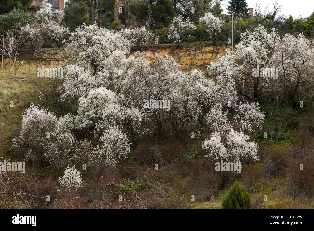 Il gruppo di mandorli in fiore segnala l'inizio della primavera Foto Stock