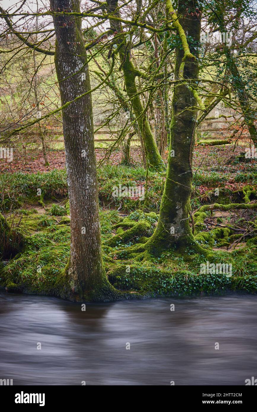 Dunsford Wood sul fiume Teign Foto Stock