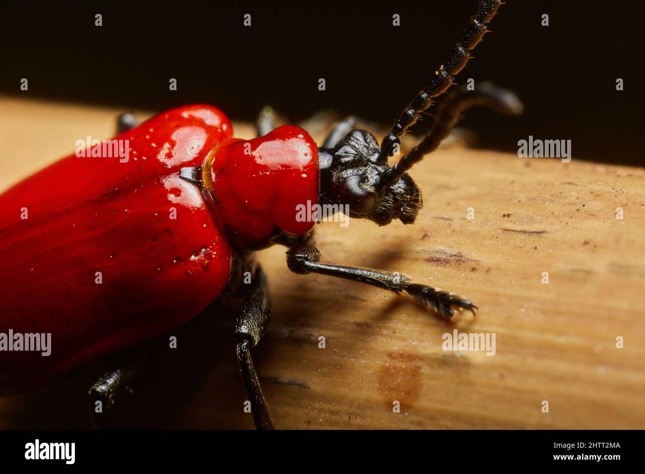 Scarlet lily beetle Foto Stock