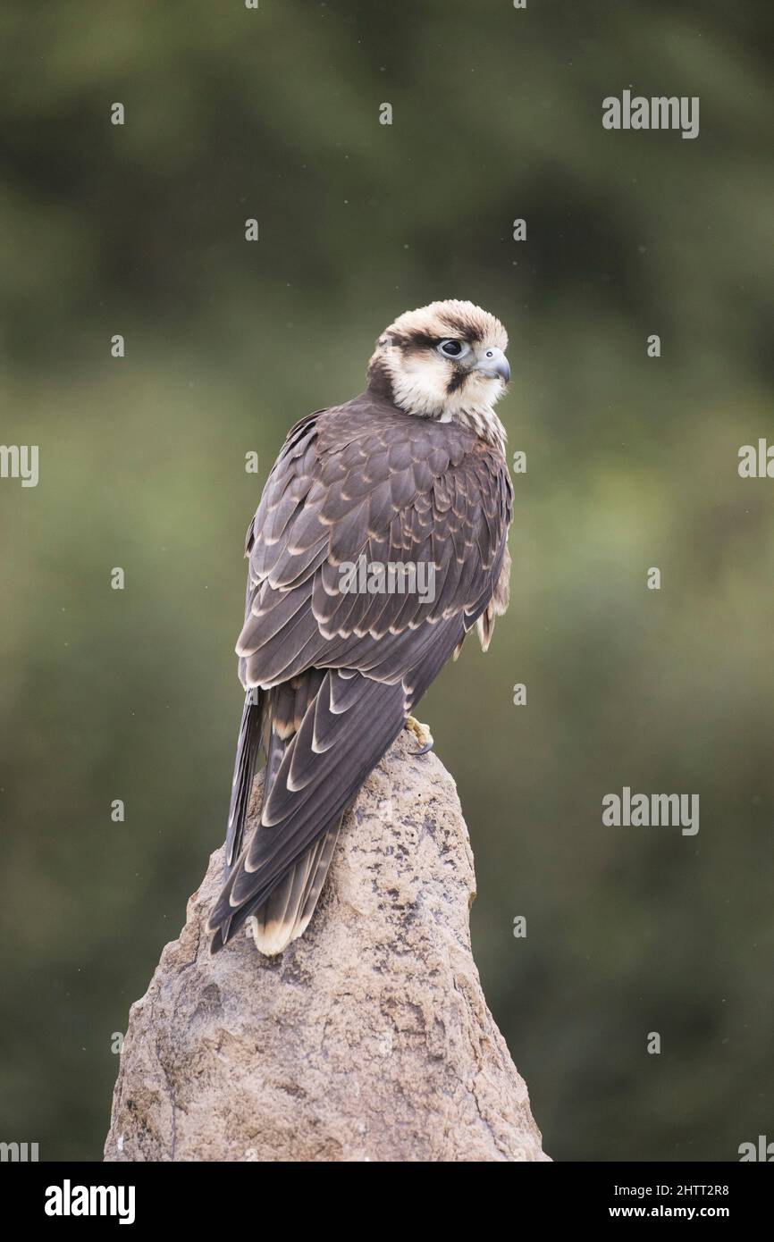 Lugger Falcon (Falco jugger) adulto arroccato su roccia Foto Stock