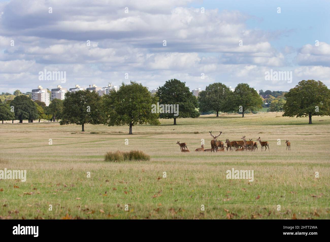 Red Deer (Cervus elaphus) gruppo in prateria durante il rut con Roehampton blocchi torre in background, Richmond Park, Londra Foto Stock