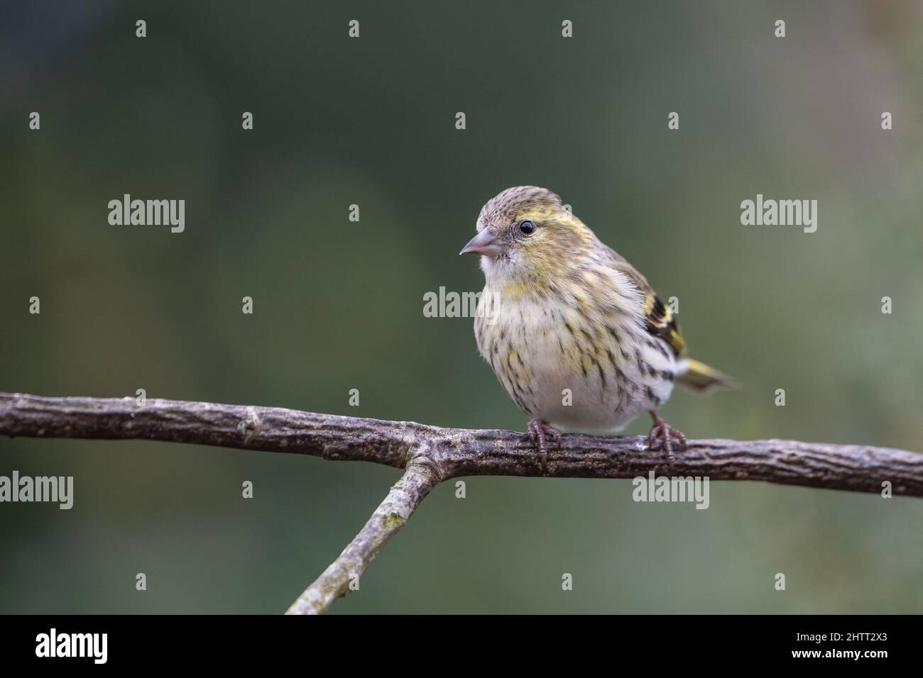 Siskin europeo (Carduelis spinus) Foto Stock