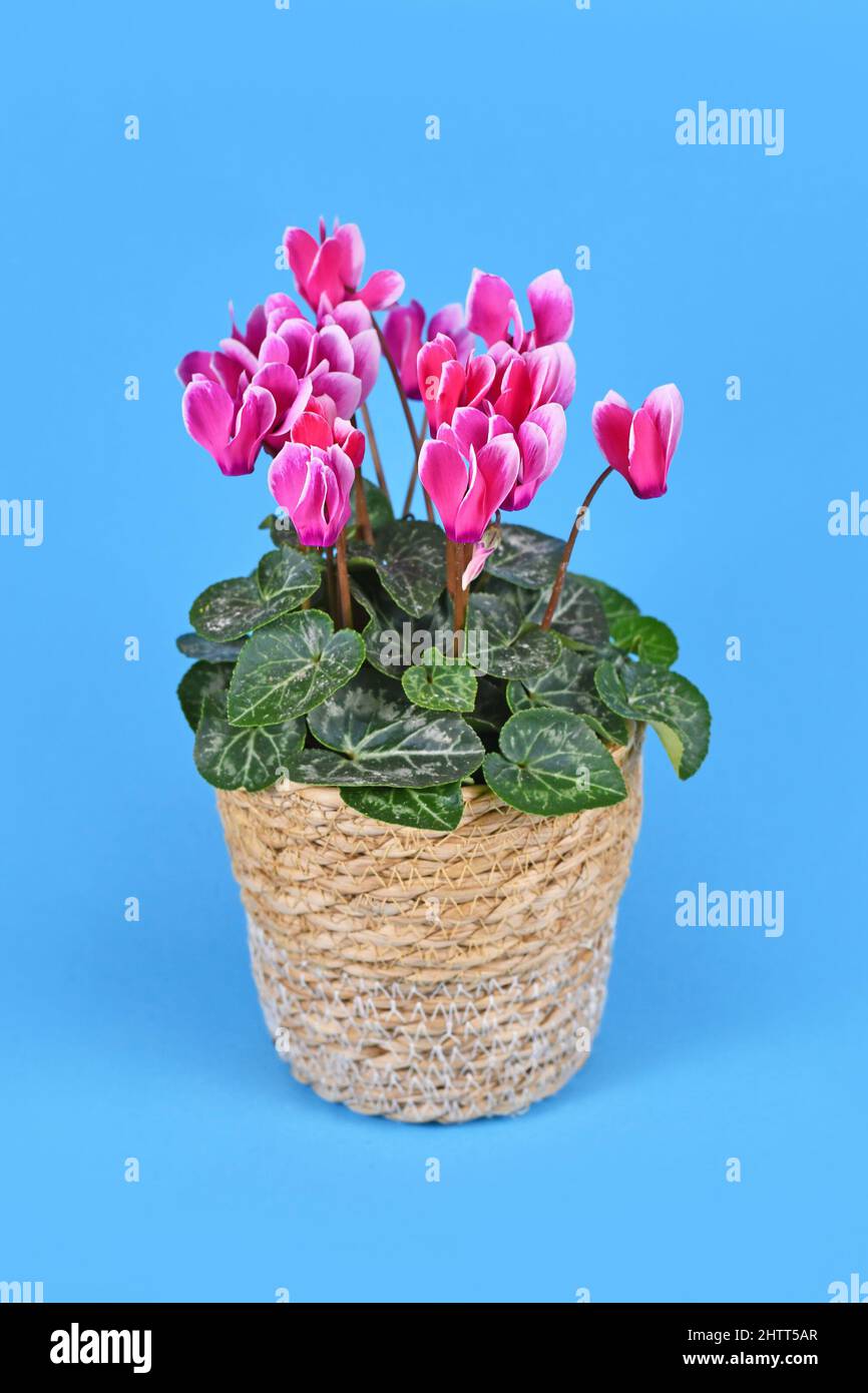 Fiori rosa in fiore 'Cyclamen persicum' in basket pot su sfondo blu Foto Stock