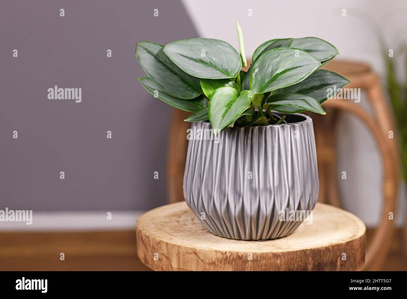 Pianta tropicale 'Scindapsus Treubii Moonlight' in vaso di fiori su tavola di legno Foto Stock