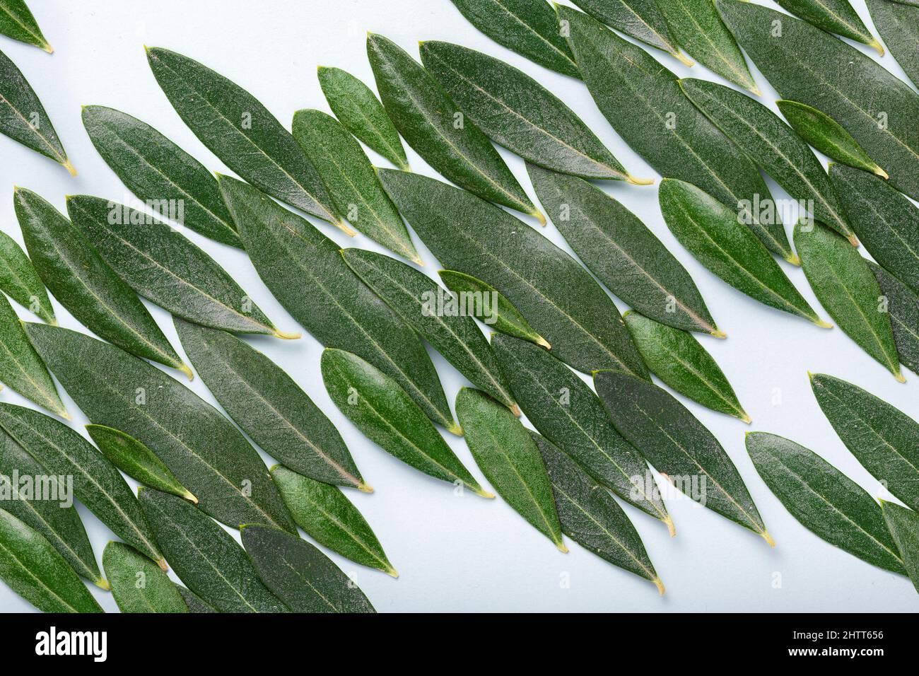 Una trama di fondo formata da più foglie di olivo, di diverse dimensioni, che formano un motivo ripetitivo ma irregolare, su sfondo blu tenue Foto Stock