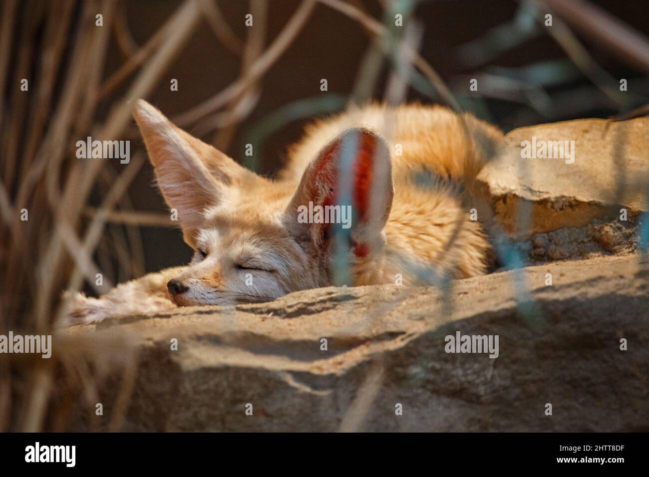 Una volpe desertica che dorme su una pietra Foto Stock