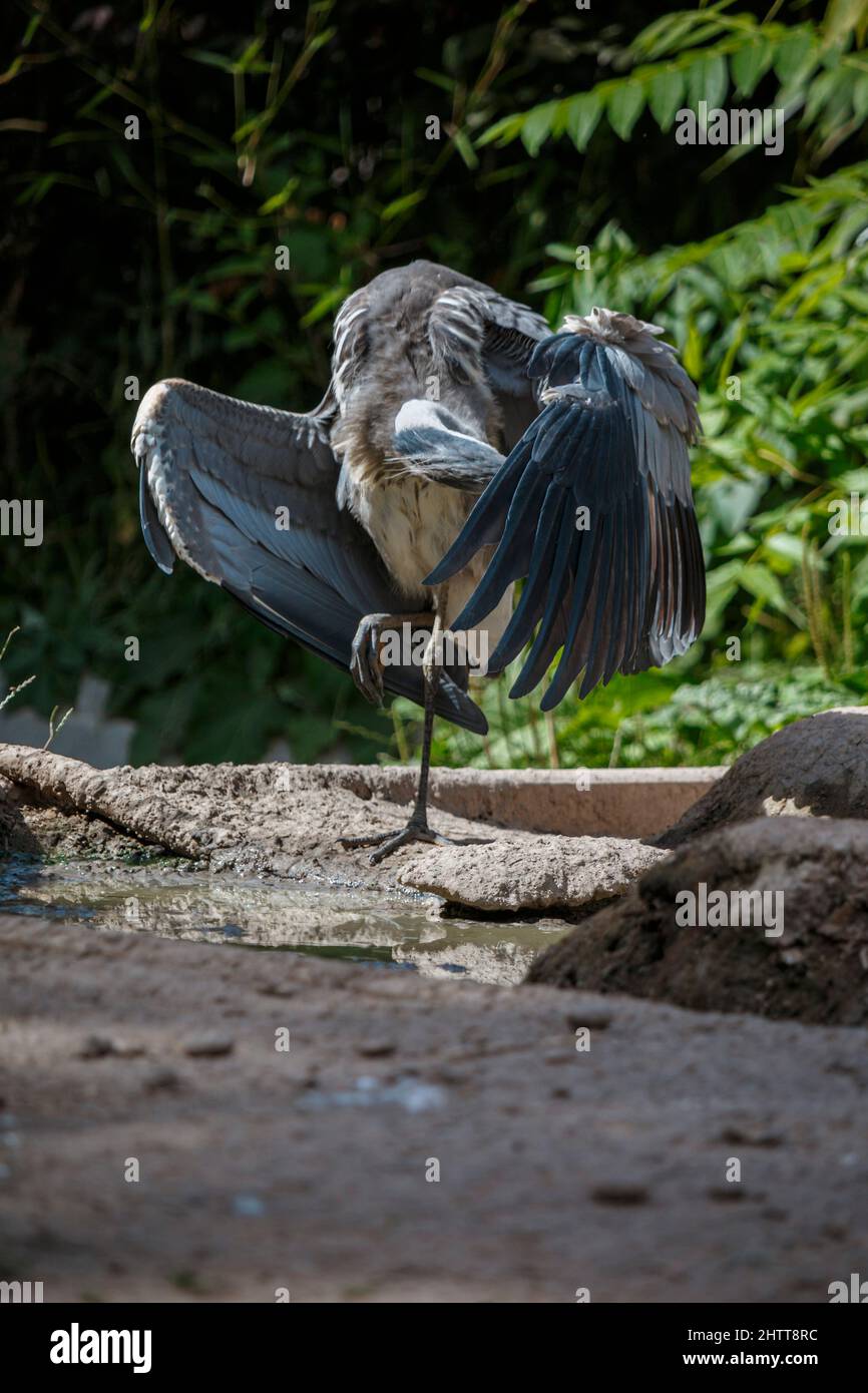 Uccello grande con grandi piume grigie Foto Stock
