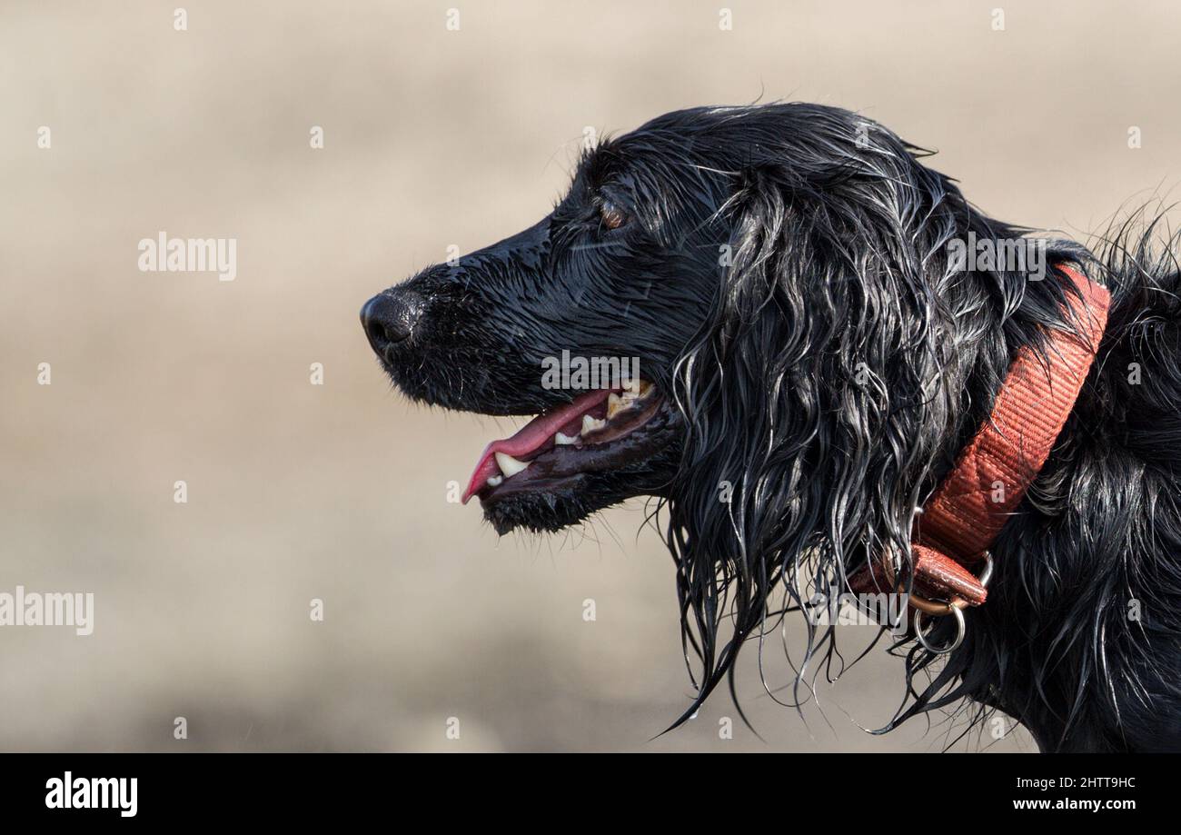 ritratto di un cane nero bagnato con un collare rosso brillante con bocca aperta isolato dallo sfondo Foto Stock