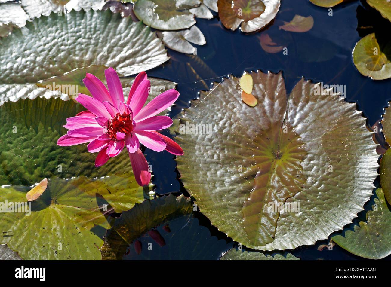 Giglio d'acqua rosa (Nymphaea rubra) sul lago Foto Stock