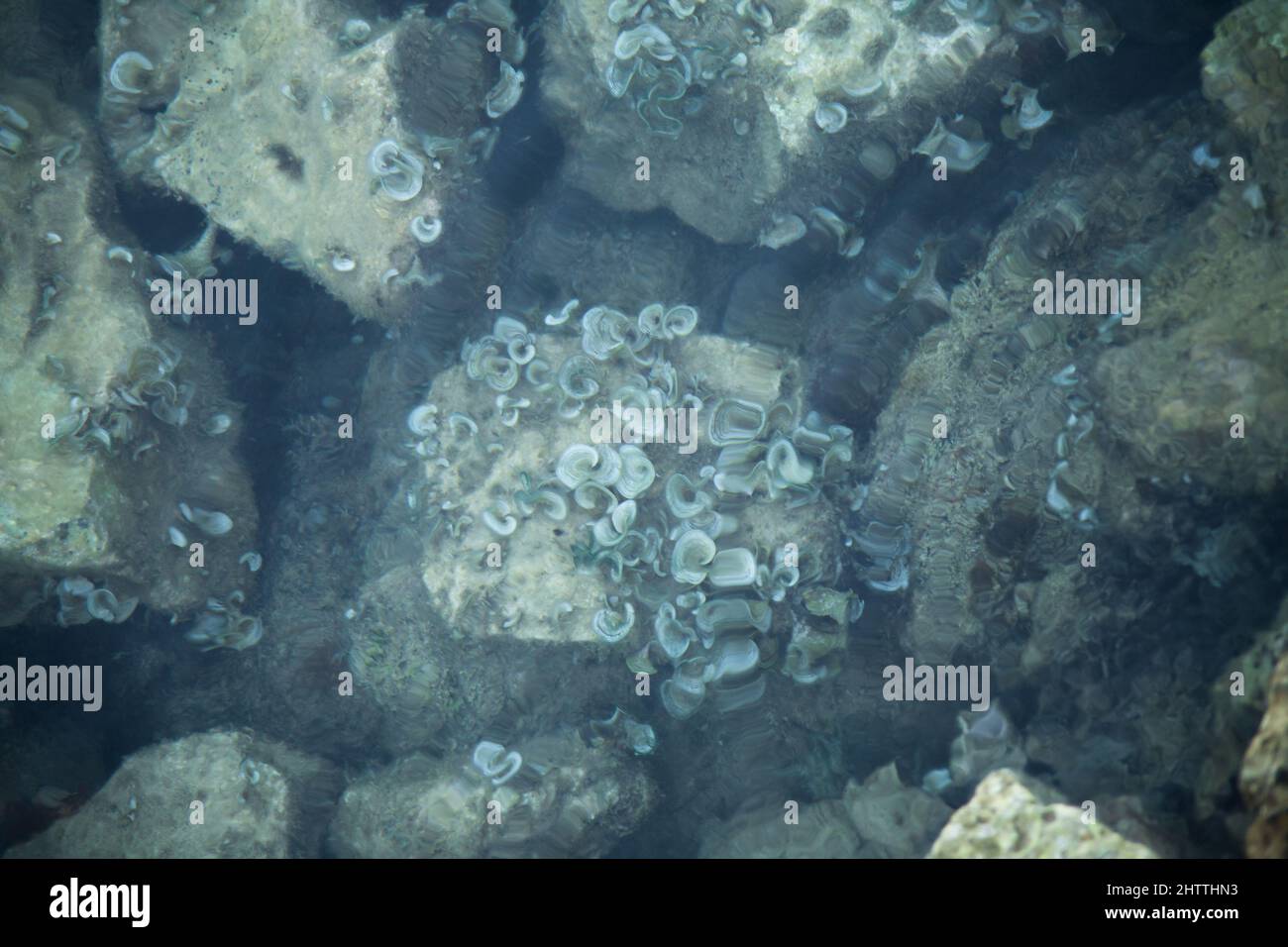 coralli di mare su una pietra nel mare. Display chiaro a causa dell'acqua. Foto Stock