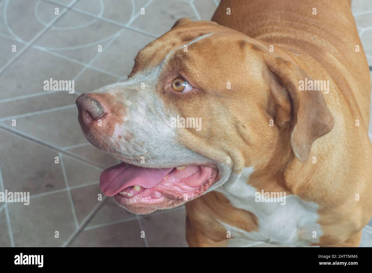 bue domestico e addestrato con gli occhi verdi, con le macchie bianche intorno al corpo e le orecchie grandi. Foto Stock