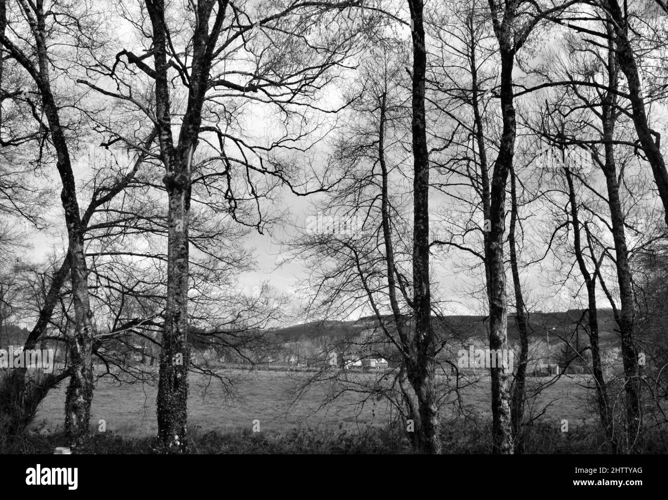 La mia passeggiata attraverso la foresta è stata così piacevole quel giorno Foto Stock