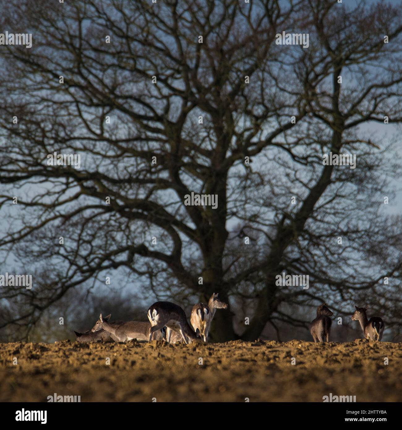 Daino (dama dama) su campo arato Foto Stock