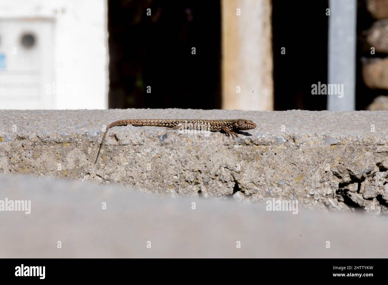 Un muro comune lucertola podarcis muralis crogiolarsi al sole. Foto Stock