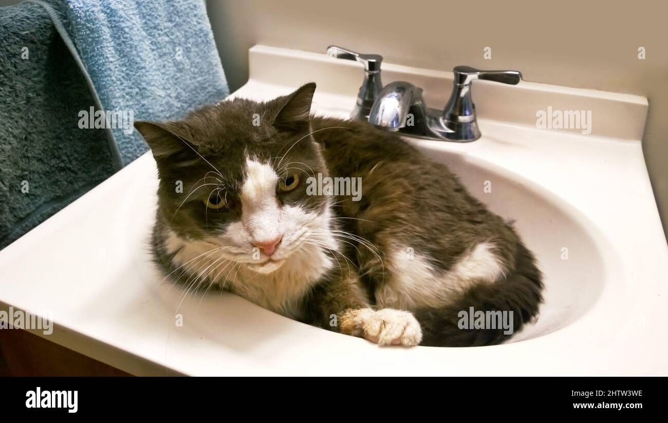 Gatto domestico rilassante in un bagno lavandino Foto Stock