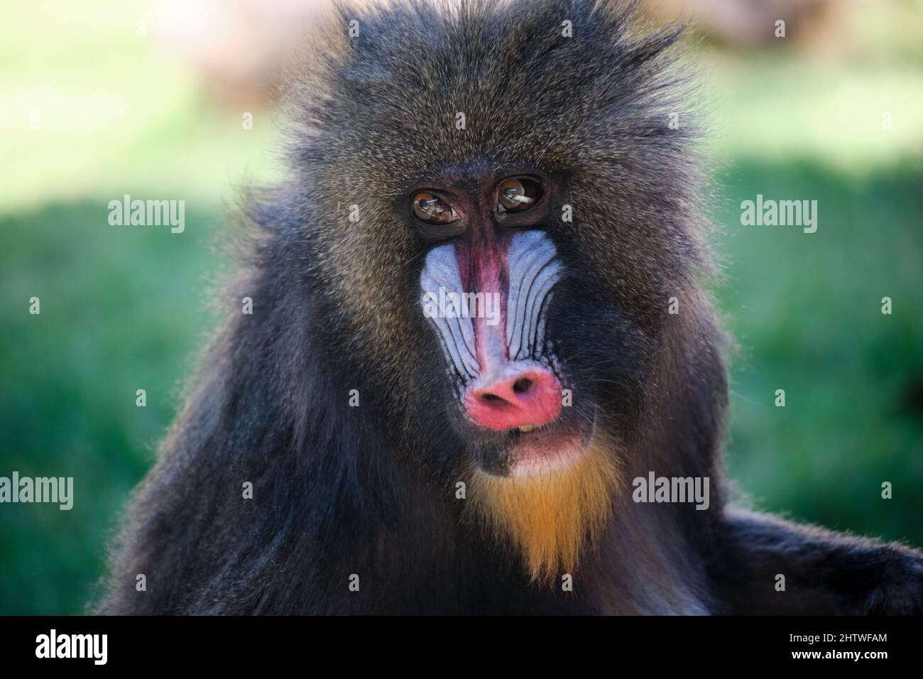 Baby-on allo Zoo di Phoenix Foto Stock