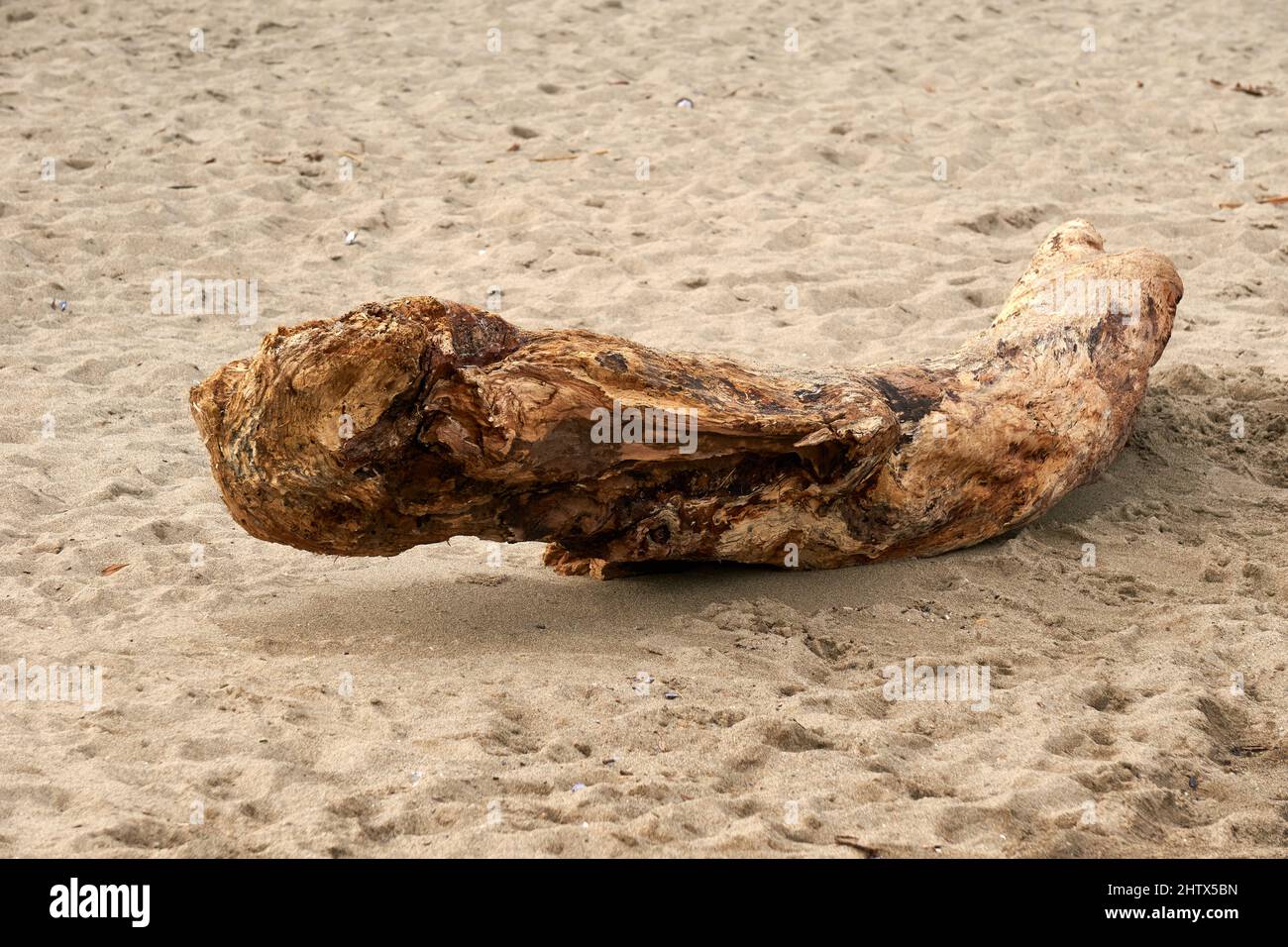 Weathered Driftwood log sdraiato su una spiaggia a Vancouver, BC, Canada Foto Stock