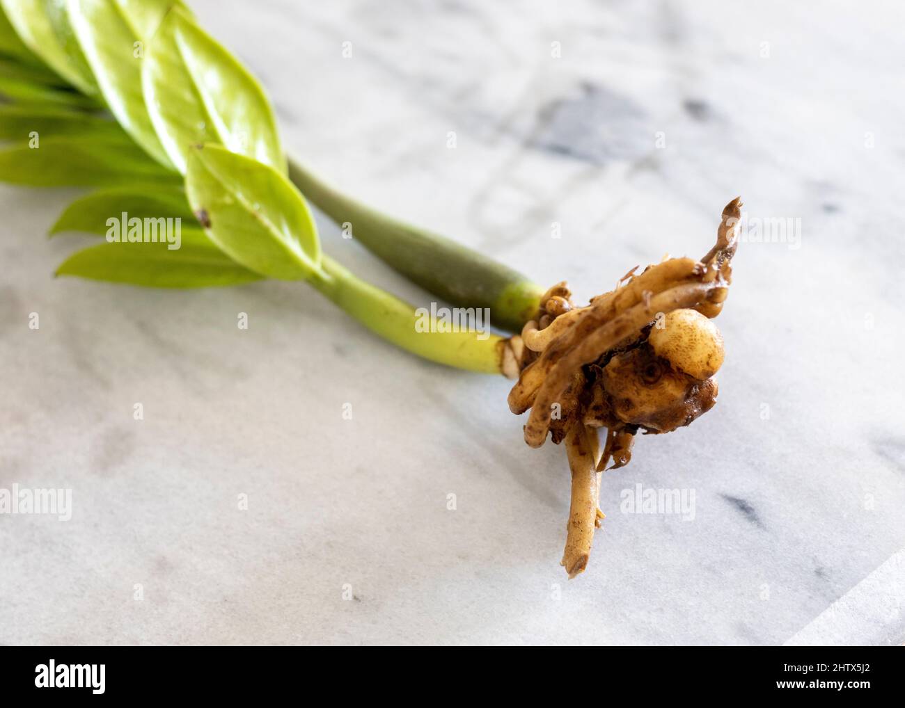 Primo piano di una pianta di Zamioculcas zamiifolia con rizomi Foto Stock