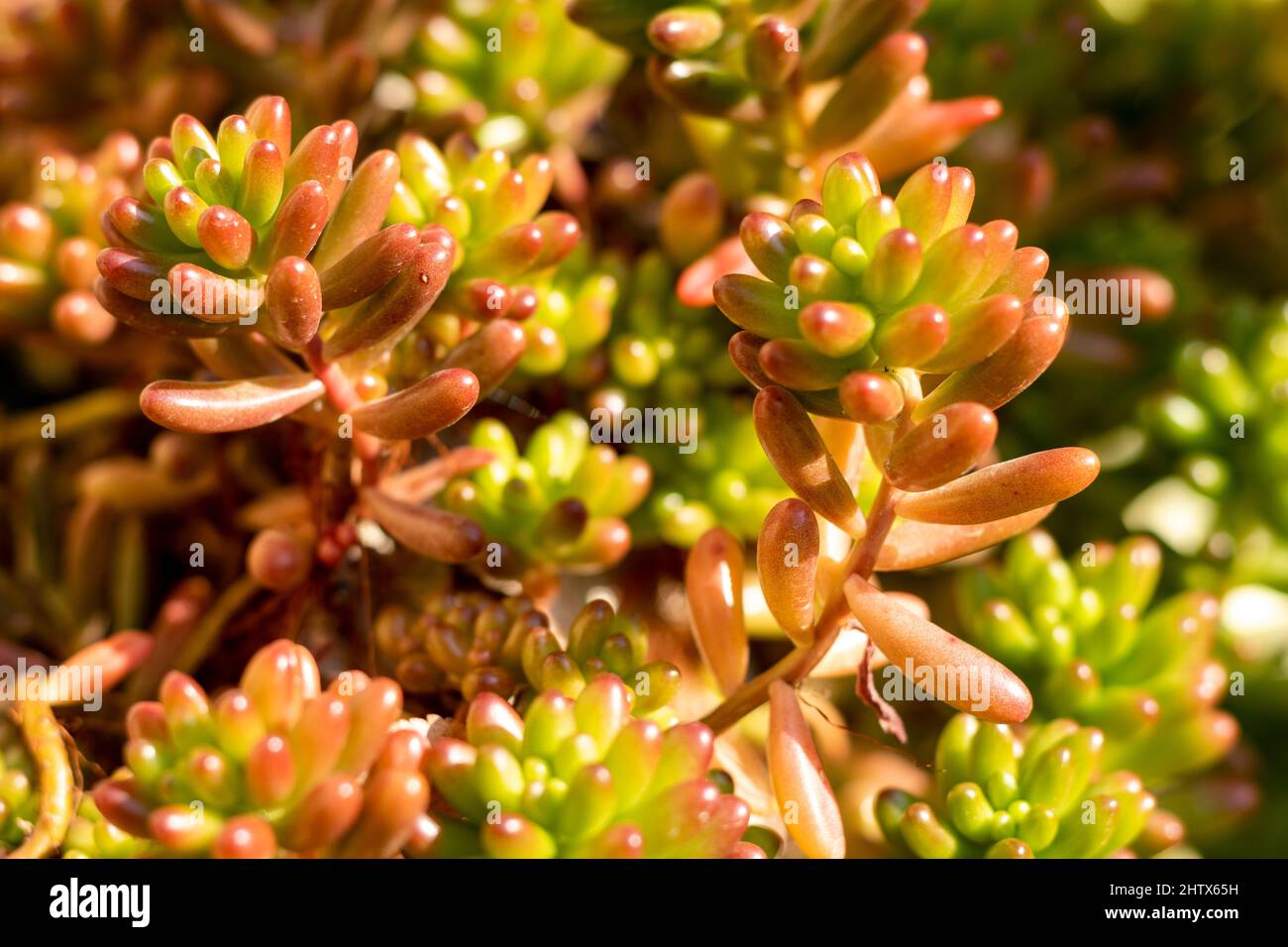 Bella pianta di colore arancio sedum rubrotinctum Foto Stock Bella pianta di colore arancio sedum rubrotinctum Foto Stock